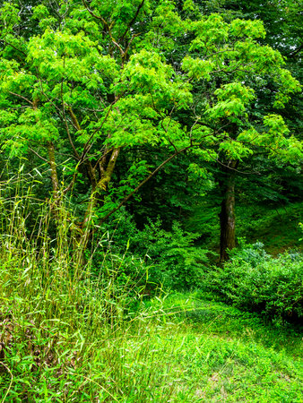 lush green trees in Batumi Botanical Garden, Georgia on overcast summer dayの写真素材