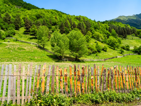 green gardens on mountain slope in Maseri village in Samegrelo-Zemo Svaneti province of Georgia on sunny summer dayの写真素材