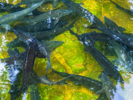 many live sturgeons in outdoor pool of river water at local fish restaurant in Gyumri city, Armenia on summer dayの写真素材