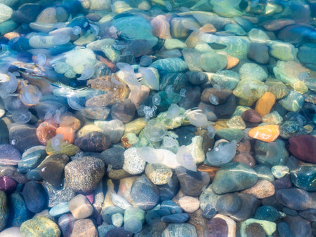 pebble bottom and jellyfishes in warm water of Black Sea near pebble beach in Batumi city, Georgia on sunny summer dayの写真素材