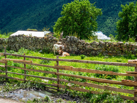 cows in garden in Maseri village in Samegrelo-Zemo Svaneti province of Georgia on sunny summer dayの写真素材