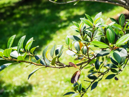 twig of olive tree closeup and green lawn in background in May 6th Park in Batumi city on sunny...