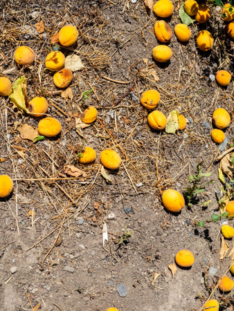 many fallen ripe apricot fruits on ground in garden in Yerevan city, Armenia on sunny summer dayの写真素材