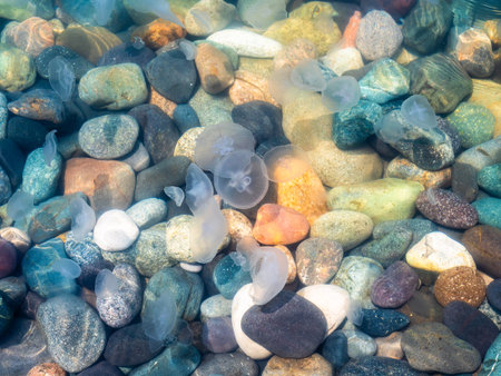 jellyfishes in warm water of Black Sea near pebble beach in Batumi city, Georgia on sunny summer dayの写真素材
