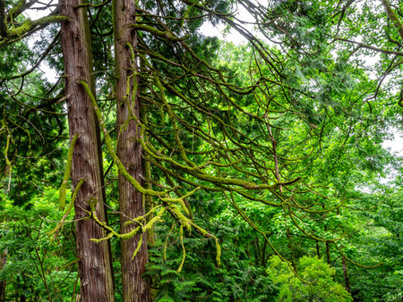 thuja plicata trees in Batumi Botanical Garden, Georgia on overcast summer day
