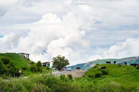 car and cows on road at Gombori Mountain pass in Kakheti region between Telavi and Tbilisi cities in...
