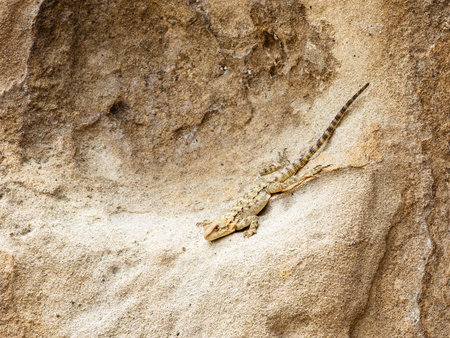 lizards on sandstone wall in Uplistsikhe Cave Town, Georgia on summer dayの写真素材