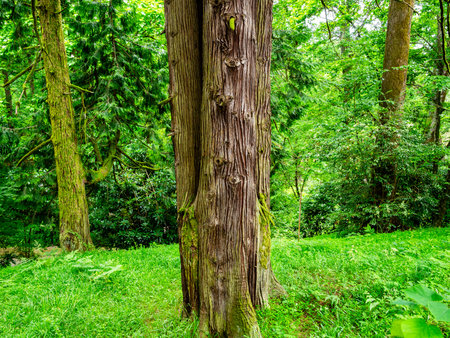 thuja plicata trunks in Batumi Botanical Garden, Georgia on overcast summer day