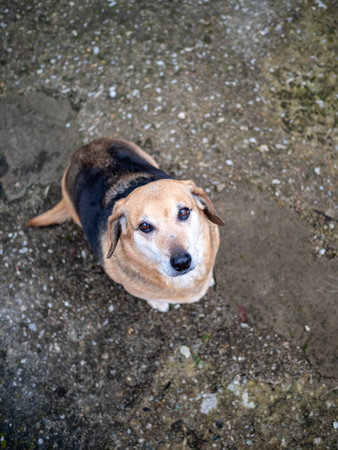 top view of small dog looking into camera outdoors