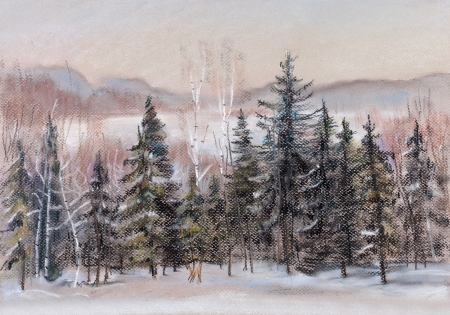 Winter distances, fir forest, behind it a field covered with snowの写真素材