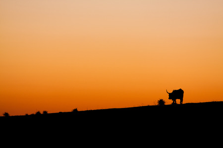 Hill with cow at sunsetの写真素材