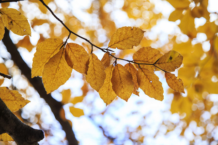Autumn in the National Park of Abruzzo in Italyの写真素材