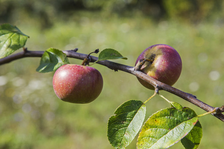 Apple plantation in Italyの写真素材