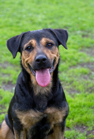 Portrait of Rottweiler dog in the gardenの写真素材