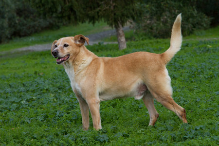 Portrait of golden retriever dog in the garden
