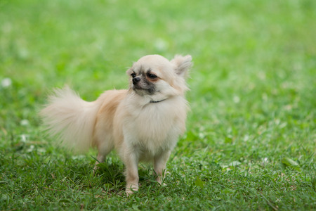 Portrait of chiwawa dog in the gardenの写真素材