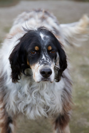 Portrait of cocker dog in the garden
