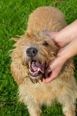 Portrait of dog in the garden