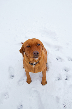 Portrait of dog on snowの写真素材