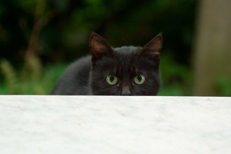Portrait of balck cat in the garden