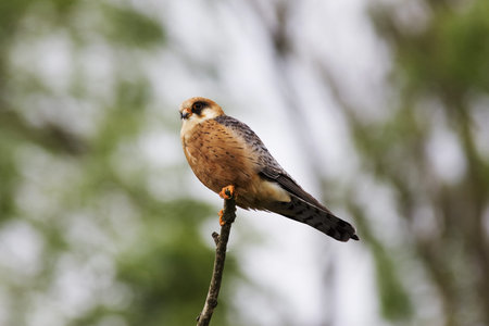 Red-footed falcon