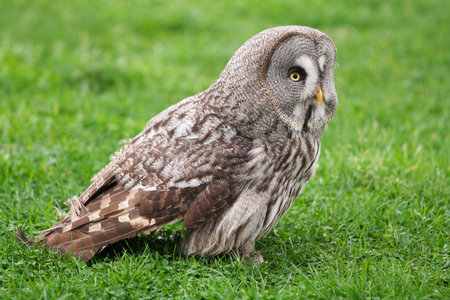 Great gray owlの写真素材
