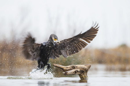 Cormorant in lake in Italyの写真素材