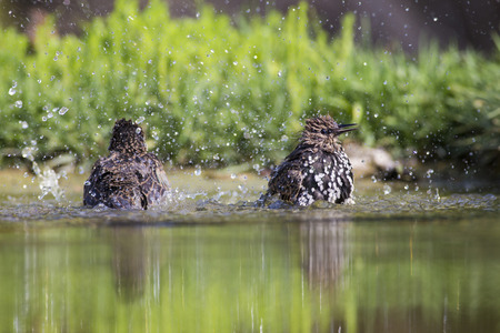 Starling is washed in the pond of the Roman coast in Italy.の写真素材