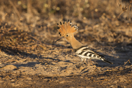 Hoopoe in wood in Italy.の写真素材