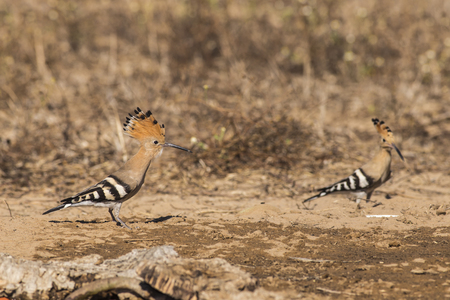 Hoopoe in wood in Italy.の写真素材