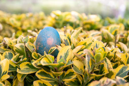 Ready for an Easter eggs hunt? A light blue egg lays on the top of a green and yellow bush, waiting for a child to find it.の写真素材