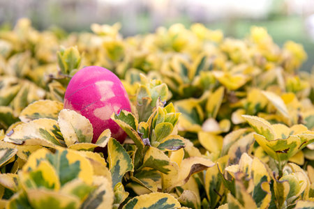 Ready for an Easter eggs hunt? A pink egg lays on the top of a green and yellow bush waiting for a...