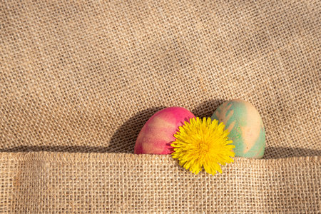 Delicate springtime colors. Fuchsia and light blue colored eggs with a yellow dandelion partially...
