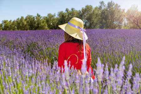 Back view of a young woman kneeling in blooming lavender field. She is wearing a large straw hat with a long purple ribbon, a red blouse and white short pants. The sun reflections highligt the scene.の写真素材
