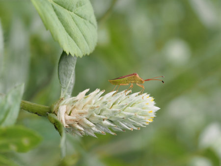 insects in springの写真素材
