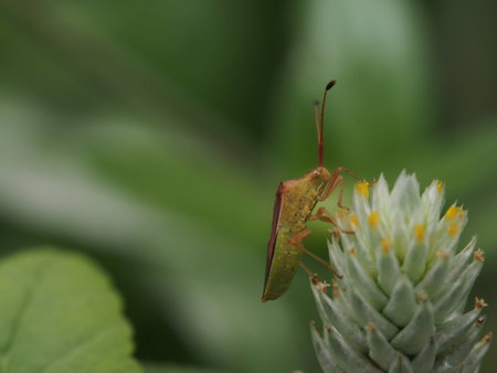 insects in springの写真素材