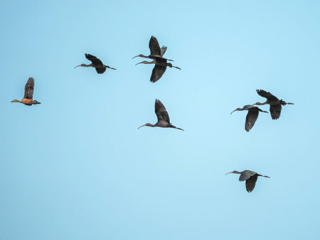 Glossy ibis and Lesser whistling duck