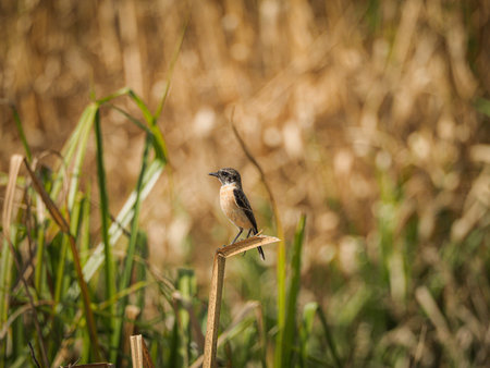 Common Stonechatの写真素材