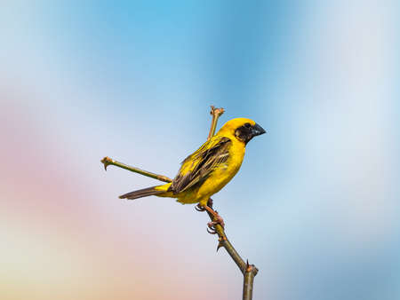 Asian Golden Weaver Birdsの写真素材