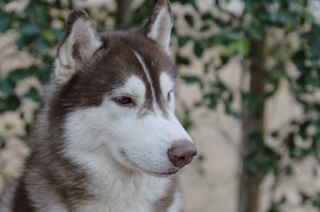 A beautiful Siberian husky.の写真素材