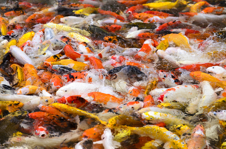 Feeding school of hungry Koi carp fishの写真素材