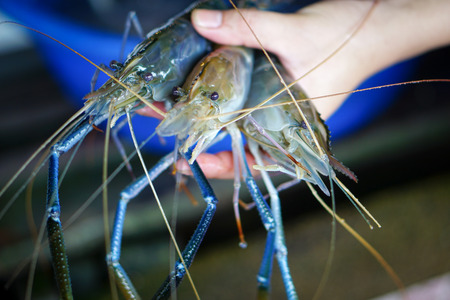 Fresh river prawns in hand.の写真素材