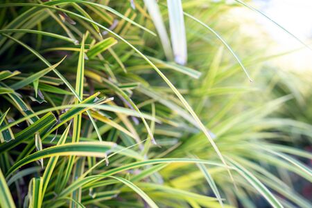 Closeup Variegated Lily Turf, Greenary Botanic Background.の写真素材