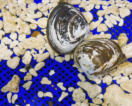 Live Hokkigai in blue tray in fish market. Fresh seafood from miyagi, japan.の写真素材