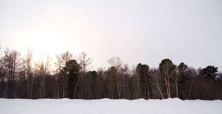 Beautiful landscape scenery in winter season. Deciduous trees due to cold while the ground was covered with white snowの写真素材