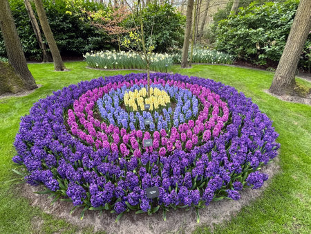 A stunning arrangement of colorful hyacinth bloom in concentric circle, set against a lush green backdrop of tree. This beautiful sight brings spring to life in the park.の写真素材