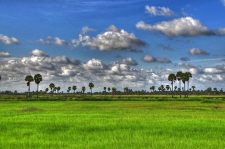 Paddy Field of Nakhon Si Thammaratの写真素材