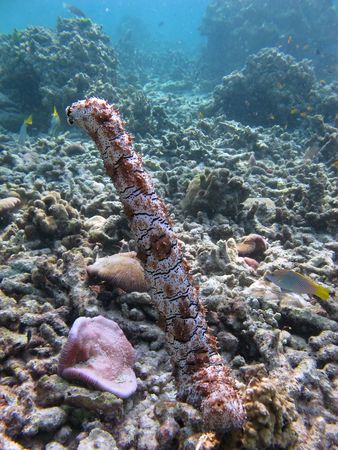 Sea Cucumber at Coral Reefs at Racha Yai Phuketの写真素材
