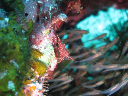Durban hinge-beak shrimpの写真素材