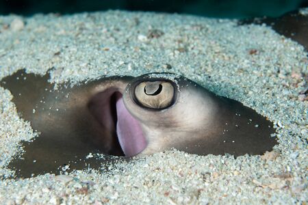 Jenkinsâ whipray, Himantura jenkinsii buried in the sandの写真素材